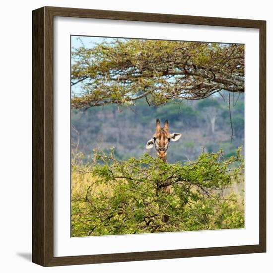 Awesome South Africa Collection Square - Curious Giraffe-Philippe Hugonnard-Framed Photographic Print