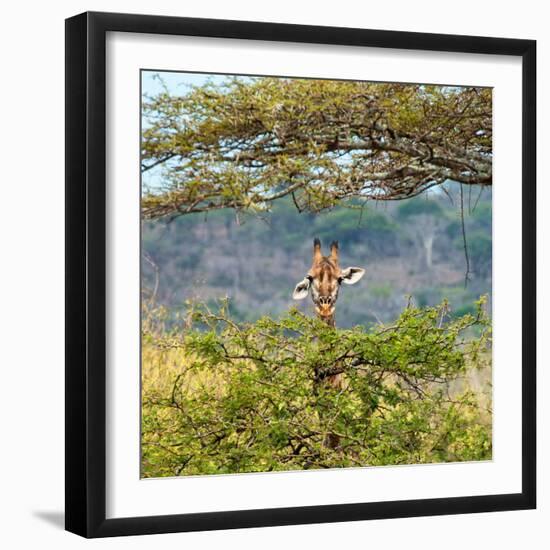 Awesome South Africa Collection Square - Curious Giraffe-Philippe Hugonnard-Framed Photographic Print