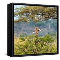 Awesome South Africa Collection Square - Curious Giraffe-Philippe Hugonnard-Framed Stretched Canvas