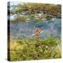 Awesome South Africa Collection Square - Curious Giraffe-Philippe Hugonnard-Stretched Canvas