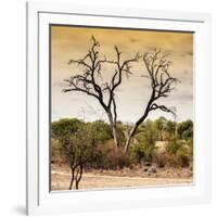 Awesome South Africa Collection Square - Dead Acacia Tree at Sunset-Philippe Hugonnard-Framed Photographic Print