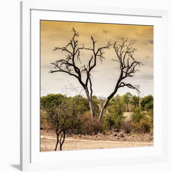 Awesome South Africa Collection Square - Dead Acacia Tree at Sunset-Philippe Hugonnard-Framed Photographic Print