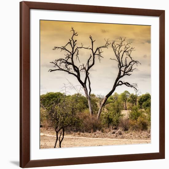 Awesome South Africa Collection Square - Dead Acacia Tree at Sunset-Philippe Hugonnard-Framed Photographic Print