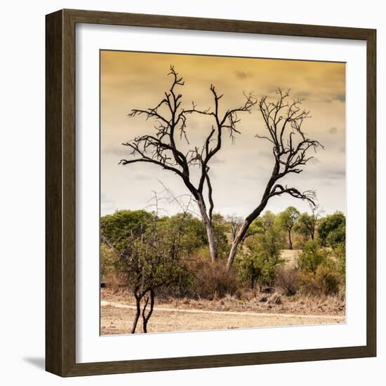 Awesome South Africa Collection Square - Dead Acacia Tree at Sunset-Philippe Hugonnard-Framed Photographic Print