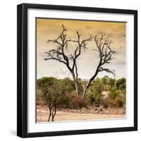 Awesome South Africa Collection Square - Dead Acacia Tree at Sunset-Philippe Hugonnard-Framed Photographic Print