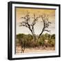 Awesome South Africa Collection Square - Dead Acacia Tree at Sunset-Philippe Hugonnard-Framed Photographic Print