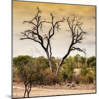 Awesome South Africa Collection Square - Dead Acacia Tree at Sunset-Philippe Hugonnard-Mounted Photographic Print
