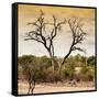 Awesome South Africa Collection Square - Dead Acacia Tree at Sunset-Philippe Hugonnard-Framed Stretched Canvas