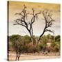 Awesome South Africa Collection Square - Dead Acacia Tree at Sunset-Philippe Hugonnard-Stretched Canvas