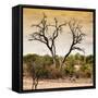 Awesome South Africa Collection Square - Dead Acacia Tree at Sunset-Philippe Hugonnard-Framed Stretched Canvas