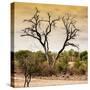 Awesome South Africa Collection Square - Dead Acacia Tree at Sunset-Philippe Hugonnard-Stretched Canvas