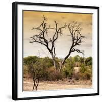 Awesome South Africa Collection Square - Dead Acacia Tree at Sunset-Philippe Hugonnard-Framed Photographic Print