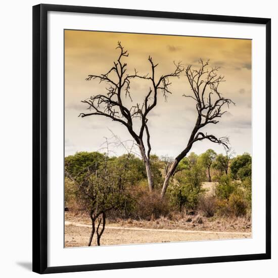 Awesome South Africa Collection Square - Dead Acacia Tree at Sunset-Philippe Hugonnard-Framed Photographic Print