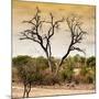 Awesome South Africa Collection Square - Dead Acacia Tree at Sunset-Philippe Hugonnard-Mounted Photographic Print