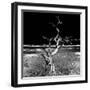 Awesome South Africa Collection Square - Dead Acacia Tree II B&W-Philippe Hugonnard-Framed Photographic Print