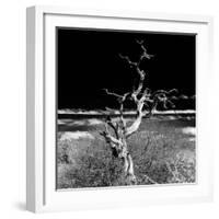 Awesome South Africa Collection Square - Dead Acacia Tree II B&W-Philippe Hugonnard-Framed Photographic Print