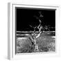 Awesome South Africa Collection Square - Dead Acacia Tree II B&W-Philippe Hugonnard-Framed Photographic Print