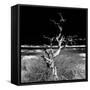 Awesome South Africa Collection Square - Dead Acacia Tree II B&W-Philippe Hugonnard-Framed Stretched Canvas