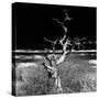 Awesome South Africa Collection Square - Dead Acacia Tree II B&W-Philippe Hugonnard-Stretched Canvas