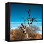 Awesome South Africa Collection Square - Dead Acacia Tree II-Philippe Hugonnard-Framed Stretched Canvas