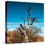 Awesome South Africa Collection Square - Dead Acacia Tree II-Philippe Hugonnard-Stretched Canvas