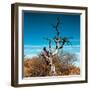 Awesome South Africa Collection Square - Dead Acacia Tree II-Philippe Hugonnard-Framed Photographic Print
