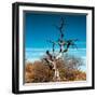 Awesome South Africa Collection Square - Dead Acacia Tree II-Philippe Hugonnard-Framed Photographic Print