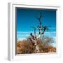 Awesome South Africa Collection Square - Dead Acacia Tree II-Philippe Hugonnard-Framed Photographic Print