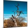 Awesome South Africa Collection Square - Dead Acacia Tree II-Philippe Hugonnard-Mounted Photographic Print