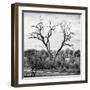 Awesome South Africa Collection Square - Dead Acacia Tree-Philippe Hugonnard-Framed Photographic Print