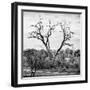 Awesome South Africa Collection Square - Dead Acacia Tree-Philippe Hugonnard-Framed Photographic Print