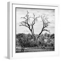 Awesome South Africa Collection Square - Dead Acacia Tree-Philippe Hugonnard-Framed Photographic Print