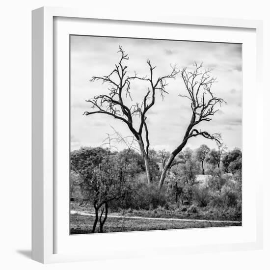 Awesome South Africa Collection Square - Dead Acacia Tree-Philippe Hugonnard-Framed Photographic Print