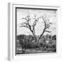 Awesome South Africa Collection Square - Dead Acacia Tree-Philippe Hugonnard-Framed Photographic Print