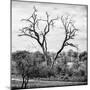 Awesome South Africa Collection Square - Dead Acacia Tree-Philippe Hugonnard-Mounted Photographic Print