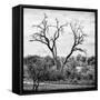 Awesome South Africa Collection Square - Dead Acacia Tree-Philippe Hugonnard-Framed Stretched Canvas
