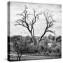 Awesome South Africa Collection Square - Dead Acacia Tree-Philippe Hugonnard-Stretched Canvas