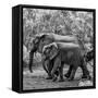 Awesome South Africa Collection Square - Elephant Family B&W-Philippe Hugonnard-Framed Stretched Canvas