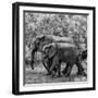 Awesome South Africa Collection Square - Elephant Family B&W-Philippe Hugonnard-Framed Photographic Print