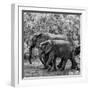 Awesome South Africa Collection Square - Elephant Family B&W-Philippe Hugonnard-Framed Photographic Print