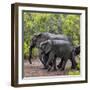 Awesome South Africa Collection Square - Elephant Family-Philippe Hugonnard-Framed Photographic Print