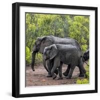 Awesome South Africa Collection Square - Elephant Family-Philippe Hugonnard-Framed Photographic Print