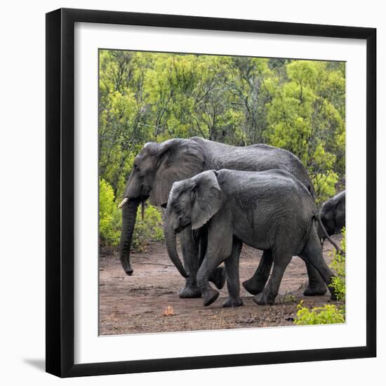 Awesome South Africa Collection Square - Elephant Family-Philippe Hugonnard-Framed Photographic Print