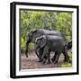 Awesome South Africa Collection Square - Elephant Family-Philippe Hugonnard-Framed Photographic Print