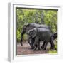 Awesome South Africa Collection Square - Elephant Family-Philippe Hugonnard-Framed Photographic Print