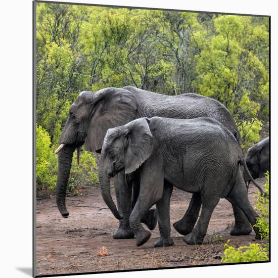 Awesome South Africa Collection Square - Elephant Family-Philippe Hugonnard-Mounted Photographic Print