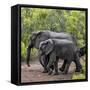 Awesome South Africa Collection Square - Elephant Family-Philippe Hugonnard-Framed Stretched Canvas