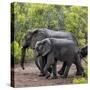 Awesome South Africa Collection Square - Elephant Family-Philippe Hugonnard-Stretched Canvas