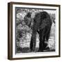 Awesome South Africa Collection Square - Elephant Portrait B&W-Philippe Hugonnard-Framed Photographic Print