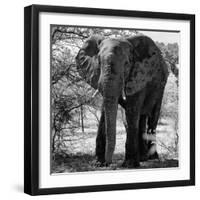 Awesome South Africa Collection Square - Elephant Portrait B&W-Philippe Hugonnard-Framed Photographic Print